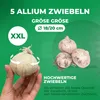 Allium Zwiebeln Winterhart Mehrjährig - Globemaster - 5 Produktbild-Vorschau 4