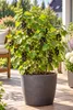 Ribes nero 'Ben Sarek', altezza 50-70 cm – *Ribes nigrum*, Anteprima dell’immagine prodotto 1