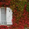 A building wall covered in vibrant red and green ivy, with a white window and shutter. Produktbild-Vorschau