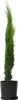 Mittelmeer-Zypresse - Cupressus sempervirens - Höhe 70-80cm Produktbild-Vorschau 5