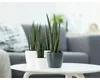 Three potted snake plants are arranged on a white coffee table in a living room setting. Produktbild-Vorschau