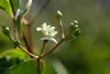 Heptacodium miconioides, Sieben-Söhne-des-Himmels, 60–80 cm Produktbild-Vorschau 8