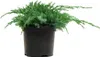 Juniperus squamata 'Blue Carpet', Blauer Teppich-Wacholder, Produktbild-Vorschau 1