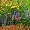 6x Agastache Blue Fortune P9H20 Produktbild-Vorschau 3