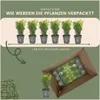 Plants by Frank | Buchsbaum Pflanzen | Buxus | Produktbild-Vorschau 6