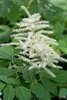 A close-up of a white flowering plant with green leaves. Produktbild-Vorschau