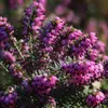 2 x zimný vres - Erica carnea | 10-12 cm v kontajneri Náhľad obrázku produktu 1