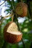 dobar Vogelfutter-Mix zum Aufhängen, gefüllte Kokosnüsse Produktbild-Vorschau 3
