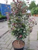 Parrotia persica Persian Spire - Säulenförmiger Produktbild-Vorschau 1