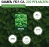 Oregano Mehrjährig Samen - Origanum vulgare - Oreganosamen Produktbild-Vorschau 3