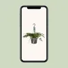 Humata tyermannii Bärenfußfarn Ø 17 cm - Höhe 20 cm - Produktbild-Vorschau 4
