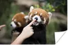 MuchoWow® Poster Panda - Hand - Rot 180x120 cm - Fotoplakat Produktbild-Vorschau 1