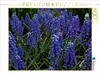 CALVENDO Puzzle Traubenhyazinthen. Montreal, Botanischer Produktbild-Vorschau 2
