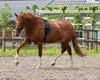 A brown horse wearing a blue and black training harness is being lunged in an outdoor arena. Produktbild-Vorschau