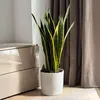 Langue de belle-mère - Sansevieria trifasciata Laurentii - Voir les images du produit 5