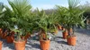 mehrstämmig Trachycarpus Fortunei Palme Palmengruppe, Produktbild-Vorschau 8