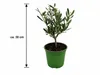 Olivovník, malý odrezok, cca 30 cm (Olea europaea) – Náhľad obrázku produktu 5
