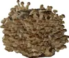 Hawlik Pilzbrut Shiitake Dübel – 20 Pilzdübel, Pilze Produktbild-Vorschau 13