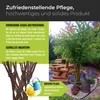 Geflochtene Weide 100 cm - Geflochtener Weidenbaum | Produktbild-Vorschau 6