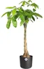 ELHO Coperchio B.For Soft Round 35 cm, antracite Anteprima dell’immagine prodotto 8