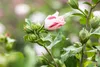 Hibiscus syriacus 'Hamabo', Roseneibisch, rosa Blüten, ca. Produktbild-Vorschau 9