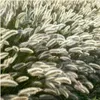 Plants by Frank | 12 Lampenputzergras Pflanzen | Pennisetum Produktbild-Vorschau 3