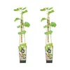 2x Vitis Vinifera 'Vroege van der Laan' - Produktbild-Vorschau 1