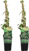 2er-Set - Lonicera Heckrottii Halliana - Japanisches Produktbild-Vorschau 1