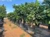 Sunny Tree Zitronenbaum XXL 200 cm - Perfekt für Gärten & Produktbild-Vorschau 6