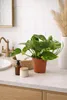 Epipremnum Aureum Efeutute Ø12 cm Höhe 20 cm – Produktbild-Vorschau 4