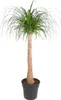 olifantspoot Beaucarnea 120cm Ø32cm kamerplant met dickem Productafbeelding-voorbeeld 1