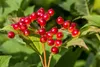 Viburnum opulus, Gewöhnlicher Schneeball, 40–60 cm, weiße Produktbild-Vorschau 1