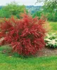 Cytisus scoparius 'Burkwoodii', Besenginster, rot, 30–40 cm Produktbild-Vorschau 4