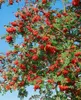 Sorbus aucuparia, Vogelbeere, 150–200 cm, robust und Produktbild-Vorschau 14