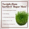 Aquarium Pflanze In Vitro 1 Moos Taxiphyllum barbieri Produktbild-Vorschau 2