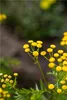 Rainfarn - Tanacetum vulgare - heimische Wildstaude, im Produktbild-Vorschau 2