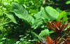 Mutterpflanze Aquarium Pflanze Anubias barteri XL AquaOne Produktbild-Vorschau 2