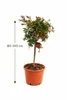 Karminroter Zylinderputzer Stämmchen ca. 100 cm – Produktbild-Vorschau 5