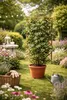 Hviezdicový jazmín Trachelospermum jasminoides 50-70 cm - Náhľad obrázku produktu 5
