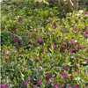 Plants by Frank | 12 Purpur Immergrün Pflanzen | Vinca Produktbild-Vorschau 2
