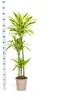 Dračí strom - Dracaena deremensis "Lemon Lime" - Zelená Náhled obrázku produktu 2