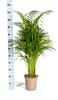 Goldfruchtpalme – Dypsis lutescens – Areca – Einzelpflanze Produktbild-Vorschau 2