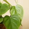 1x Philodendron Scandens P12 H15 Produktbild-Vorschau 4