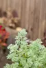 Artemisia absinthium, Wermut, silbrig-grün, ca. 9x9 cm Topf Produktbild-Vorschau 7
