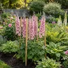 Bloomique - Zestaw 6 sztuk - Delphinium Magic Fountains Podgląd zdjęcia produktu 1