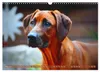 Rhodesian Ridgeback Augen-Blicke (Wandkalender 2027 DIN A3 Produktbild-Vorschau 6