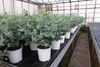 2 Stück Eucalyptus Gunni Gunnii Busch Kugel Eukalyptusbaum, Produktbild-Vorschau 2
