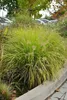 Stauden Gänge 3 x Pennisetum alopecuroides 'Hameln Gold ®' Produktbild-Vorschau 7