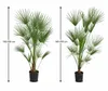 2 ks trpasličí palmy 160–200 cm – Chamaerops humilis, Náhled obrázku produktu 5