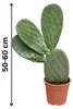 Opuntia ficus-indica (vijgencactus), 50–60 cm – Echte Productafbeelding-voorbeeld 5